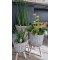 Plante avec cache pot