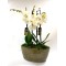 Vasque de plantes